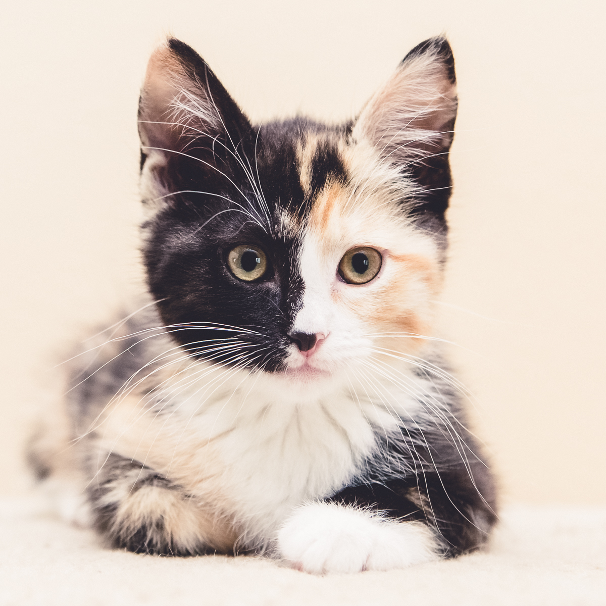 calico kitten closeup