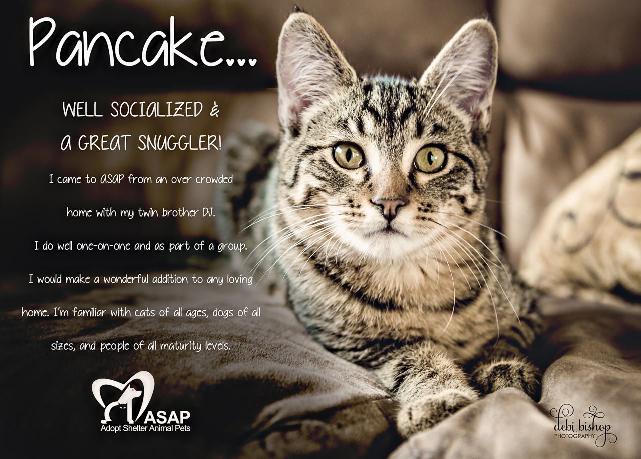 Adorable & Adoptable - Cats & Kittens - Beautiful Life Gallery