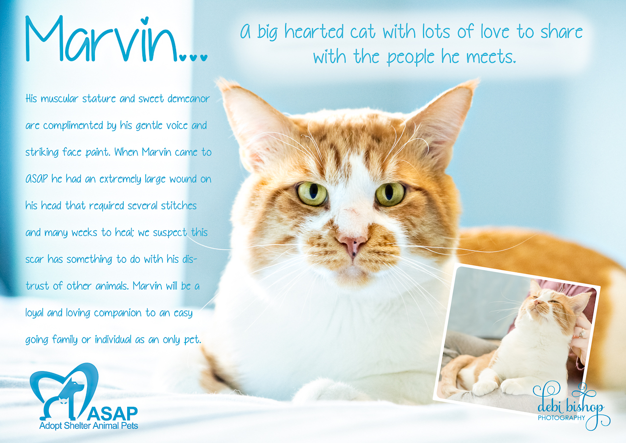 Adorable & Adoptable - Cats & Kittens - Beautiful Life Gallery