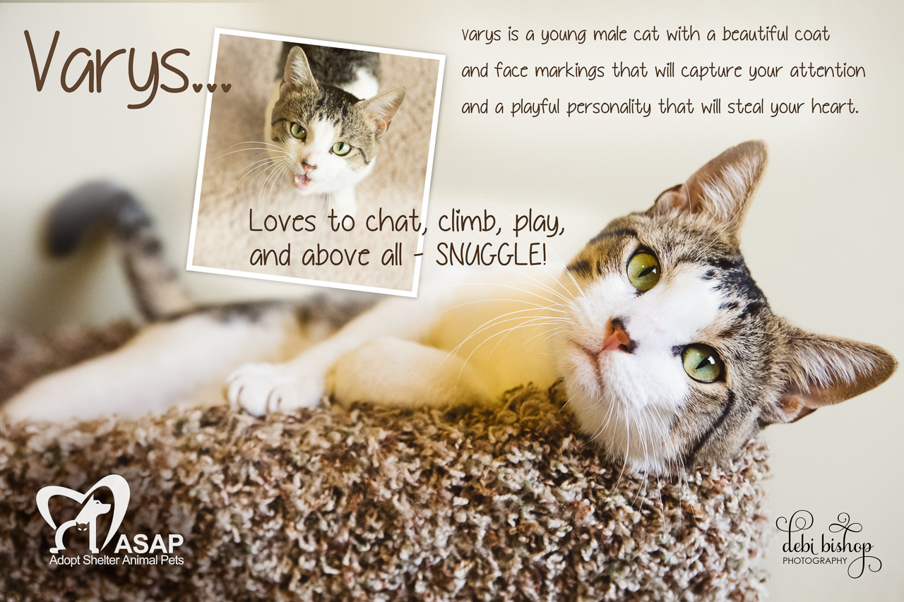 Adorable & Adoptable - Cats & Kittens - Beautiful Life Gallery